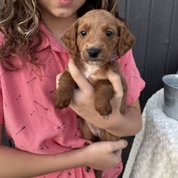 Lindsay - Red  female Goldendoodle puppy in Rush, New York from Care Bear Puppies