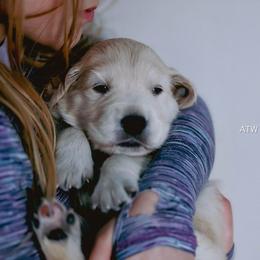 (Reservation 1) Ren - Light golden female Golden Retriever puppy in Murfreesboro, Tennessee from ATW Retrievers