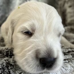 Boy 4 - male Golden Retriever puppy in Morris, Connecticut from Sterling Goldens