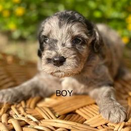 Aussiedoodle, Bordoodle, and Chesapeake Bay Retriever Puppies from Dood B Ranch