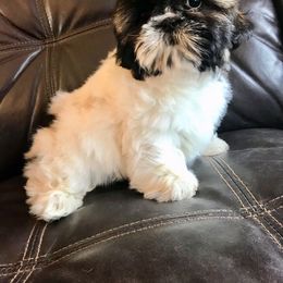 Shih Tzu Puppies from Willow Lane Shih Tzus