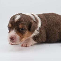 Simba - Liver and white male American Corgi puppy in Bland, Missouri from Shadey Lane Corgis