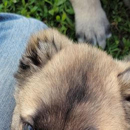 Turkish Boz Shepherd puppies from Emerald Mtn Ranch LLC