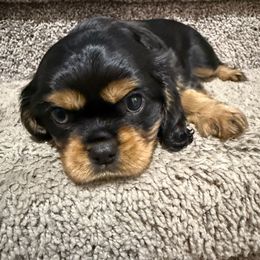 Orange collar - Black and tan female Cavalier King Charles Spaniel puppy in Texas from Meyer's Cavalier