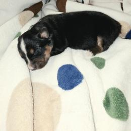Black Tri 1 - Black tri female Miniature Australian Shepherd puppy in Leonard, Texas from Tin Roof Aussies