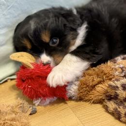 Miniature Australian Shepherd All Grown Up from Yaw's Mini Aussies