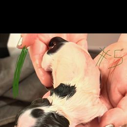 Enchanting Charlies Slow to Everything But Dinner - Black white and tan male English Toy Spaniel puppy in Pennsylvania from Enchanting Charlies