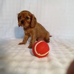 Ward - Ruby male Cavalier King Charles Spaniel puppy in Fredericksburg, Ohio from Timshell Farm Specialty Crossbreed Puppies