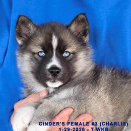 CINDER'S FEMALE 3 - Gray and white female Siberian Husky puppy in Manilla, Iowa from Bruck's Siberian Huskies