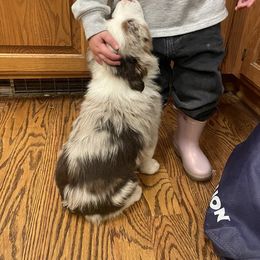 Australian Shepherd Puppies from Spring Creek Pups