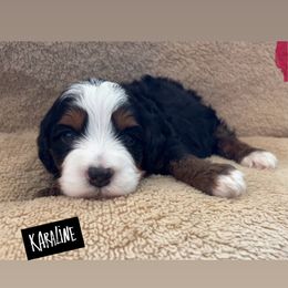 Karaline - Tri-color female Bernedoodle puppy in Sandy, Oregon from MC Doodles