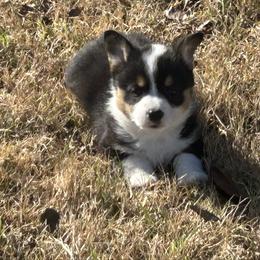 Boy 5 - Black and tan male Pembroke Welsh Corgi puppy in Honey Grove, Texas from JK Ranch Corgis