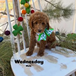 Bernedoodle, Cavalier King Charles Spaniel, Cavapoo, Goldendoodle, and Poodle Puppies from Gypsi Doodles & Poodles LLC.