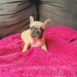 Chanel - Fawn and white female French Bulldog puppy in Omaha, Nebraska from Schoville Bulldogs