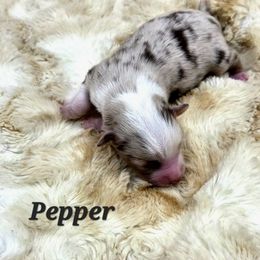 Red pepper - Red tri male Toy Australian Shepherd puppy in Viking, Minnesota from Son Shine Farm