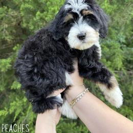 Bernedoodle and Golden Mountain Doodle Puppies from Tilley's Southern Doodles