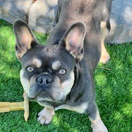 Mila - French Bulldog