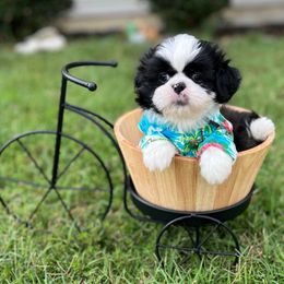 Green Collar - Bailey - Black and white male Shih Tzu puppy in Mays Landing, New Jersey from Fancy Paws Shorkies & Shih Tzus