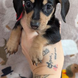 Hanna shorthair smooth - Black and cream female Dachshund puppy in Barnard, Missouri from KB Doxies
