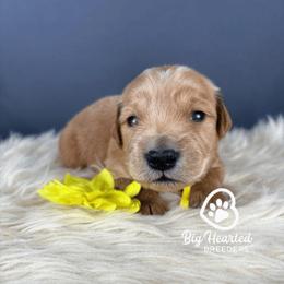Athena - Cream female Companion Cross puppy in Utah County, Utah from Big Hearted Breeders