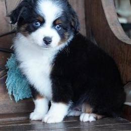 Black Tri - Black tri male Miniature Australian Shepherd puppy in Lawton, Oklahoma from Lindsey’s Aussies