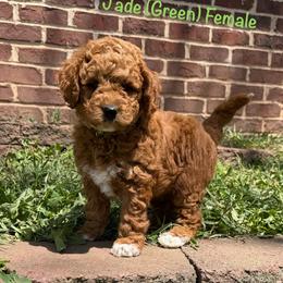 Jade - Red  female Goldendoodle puppy in De Pere, Wisconsin from Kinzor Kennels