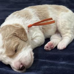 Goldendoodle Puppies from Unike Puppies