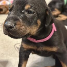 Doberman Pinscher and Labrador Retriever Puppies from Mississippi K9 Kennel