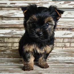 Jill - Black and tan female Yorkshire Terrier puppy in Cherryville, North Carolina from Alsop's Precious Paws