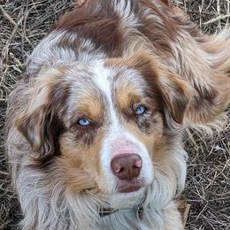 Australian Shepherds from K Bar H Farms