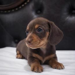 Brown - Chocolate and tan male Dachshund puppy in Edinburg, Texas from M L Springers/ Texas Legacy Dachshunds