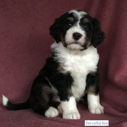 Bernedoodle and Bernese Mountain Dog Puppies from Holston Hollow Farm
