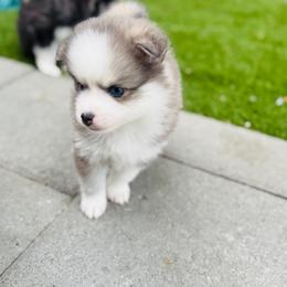 Aperol - Blue female Pomsky puppy in Yavapai County, Arizona from Pawsh Pomskies