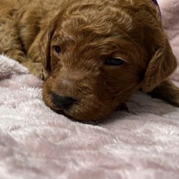 Poodles from Wanda De La Rosa