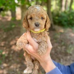 Annie - Apricot female Goldendoodle puppy in Kenansville, North Carolina from J+A Family Doodles