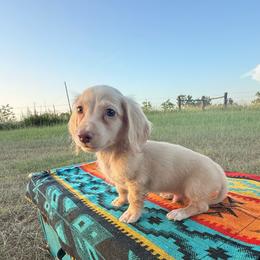 MWM3 cream - Cream male Dachshund puppy in Carthage, Texas from Rafter C Ranch Doxies