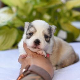 Kevin - Silver male Pomsky puppy in Coos Bay, Oregon from Ocean View Pomskies