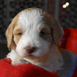 Australian Labradoodle Puppies from Frosty Hill Australian Labradoodles
