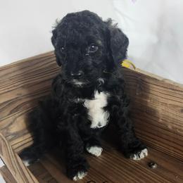 Cockapoo, Goldendoodle, and Poodle Puppies from Lavender poodles & doodles