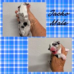 Jacko - Brindle merle and white male American Corgi puppy in Hico, Texas from Chisholm Trail Kennels