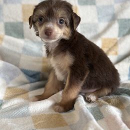 KitKat - Chocolate female Chinese Crested puppy in Aberdeen, Idaho from Willow Creek Cresteds