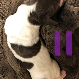 English Springer Spaniel Puppies from Daisyland Springer Spaniels