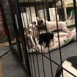 Whippet Puppies from Sonsteby