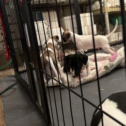 Whippet Puppies from Sonsteby