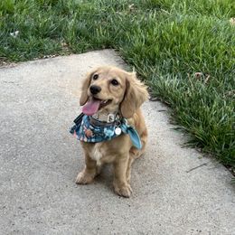 Odis - Dachshund