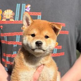 Tsuki - Red male Shiba Inu puppy in Marshall, Minnesota from Tobitatsu Shiba Inu