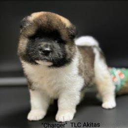 Boy 3 - Fawn male Akita puppy in Chillicothe, Missouri from TLC Akitas