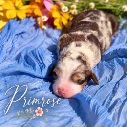 Primrose - Chocolate merle female Bernedoodle puppy in Burbank, Ohio from Berns & Doodles