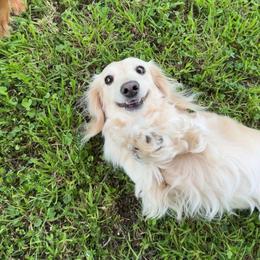 Otto - Dachshund