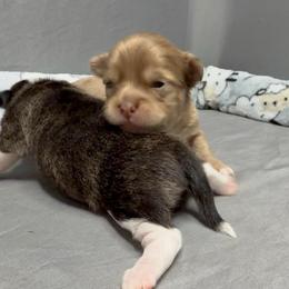 Choc Merle - Merle female Chihuahua puppy in Sherwood, Arkansas from Bartelt Breeders